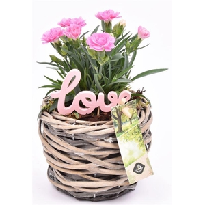 Wilg mand grijs 12cm