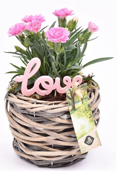 <h4>Wilg mand grijs 12cm</h4>