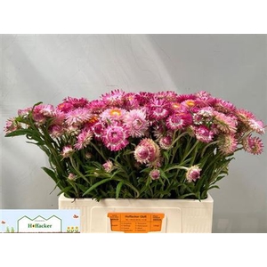 HELICHRYSUM OV ROSE