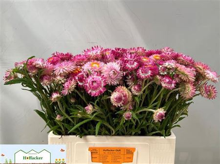 <h4>HELICHRYSUM OV ROSE</h4>
