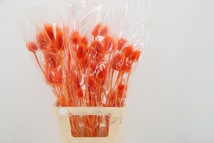 <h4>DROOGBL BEWERKT H%</h4>