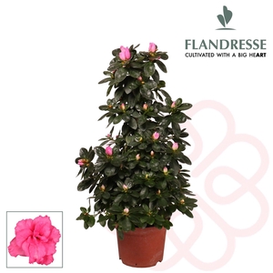 Azalea Flandresse® piramide 'roze' 65 cm