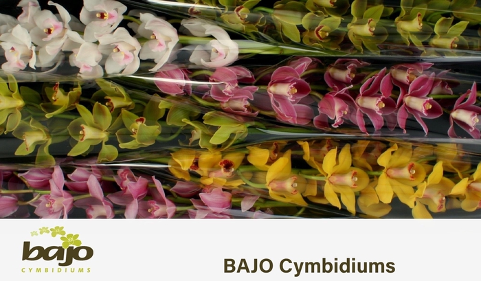 <h4>CYMB T GEM</h4>