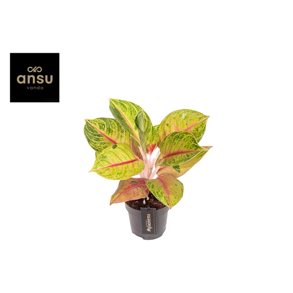 <h4>Aglaonema Iguana Red</h4>