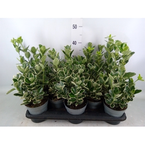 Euonymus fortunei 'Silver Queen'