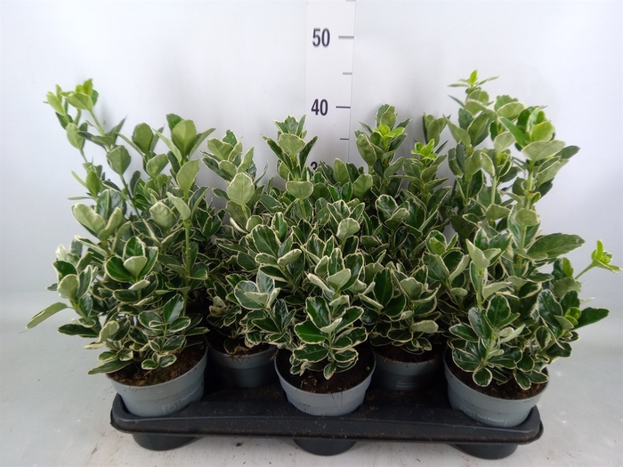 <h4>Euonymus fortunei 'Silver Queen'</h4>