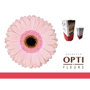 Gerbera Alliance
