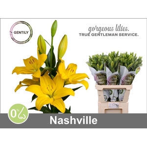 Li La Nashville 5+