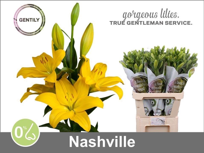 <h4>Li La Nashville 5+</h4>