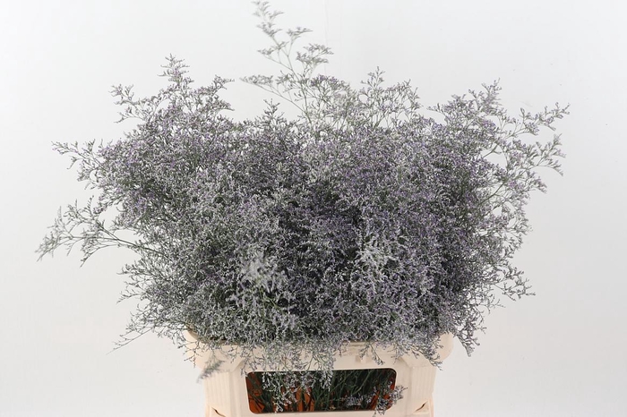 <h4>Lim Beltlaard</h4>