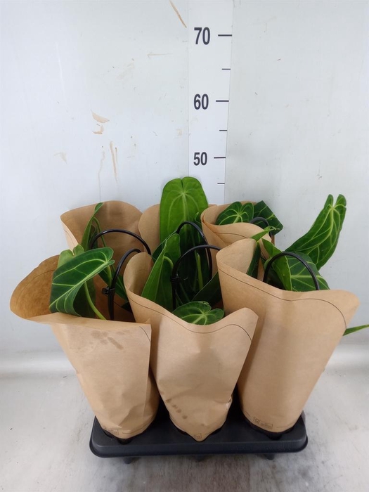 <h4>Anthurium   ...</h4>