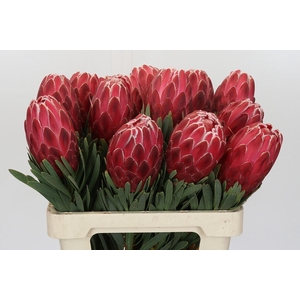 Protea Venus