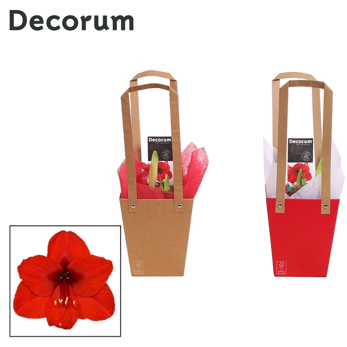 <h4>Amaryllis Rood 2 Knop in Giftbag LOVE (Decorum)</h4>