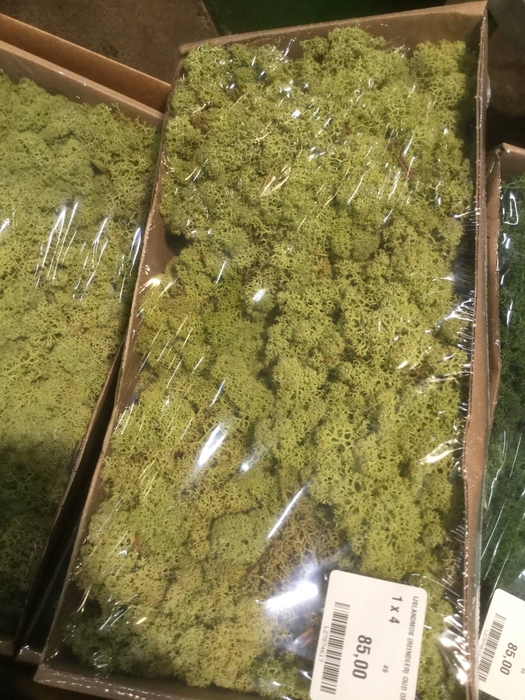 MOS PLATMOS TEMPEX P BAK