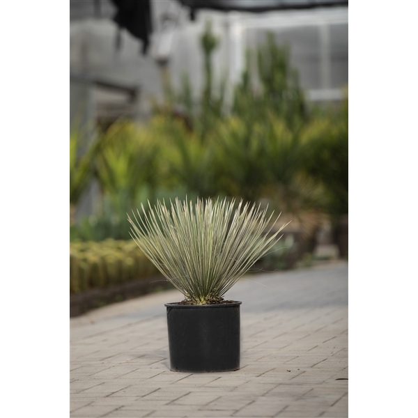 <h4>YUCCA ROSTRATA Ø 30 - TRUNK HEIGHT 10-20 CM</h4>