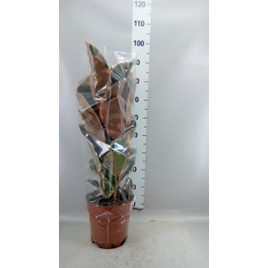 Ficus elastica 'Belize'