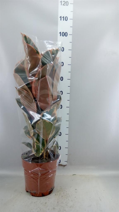 <h4>Ficus elastica 'Belize'</h4>