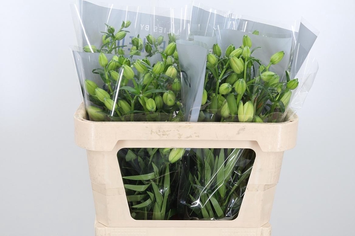 <h4>Li As Dutch Design</h4>