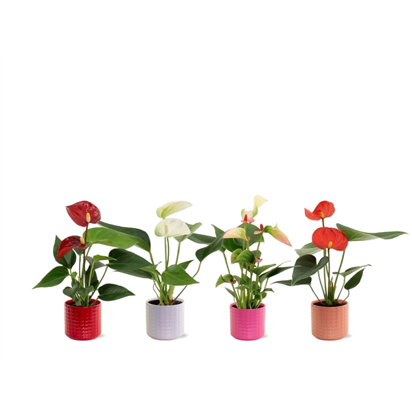 <h4>Anthurium Pearl 4 color mix in Kaya 2 ceramics</h4>