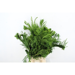 CRYPTOMERIA CRIST SMALL