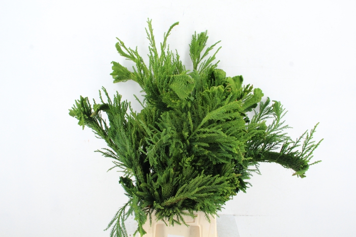 <h4>CRYPTOMERIA CRIST SMALL</h4>