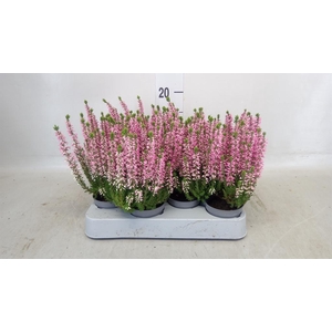 Calluna vulg. 'Beauty L'  ..mix