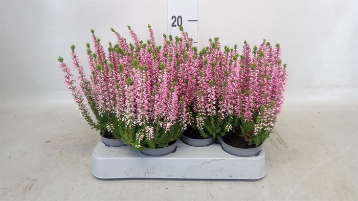 <h4>Calluna vulg. 'Beauty L'  ..mix</h4>