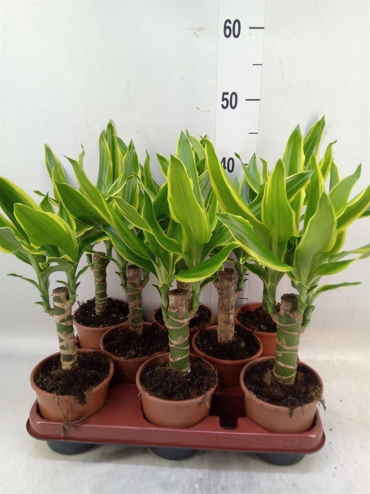 <h4>Dracaena frag. 'Golden Coast'</h4>