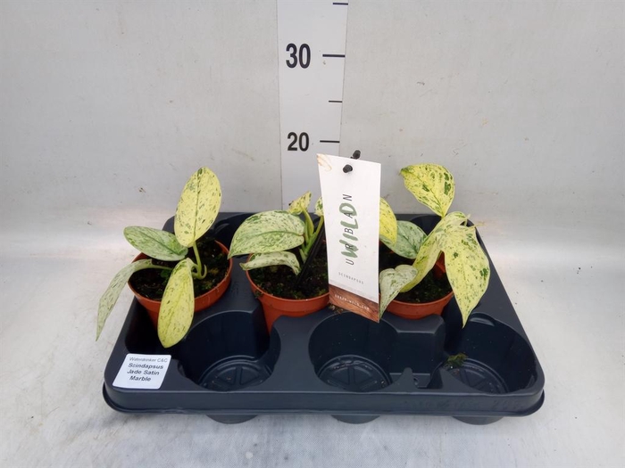 <h4>Scindapsus   ...</h4>