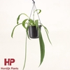 Anthurium Overig hangpot Vittariifolium