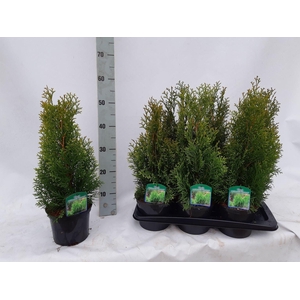 Thuja occidentalis 'Smaragd'