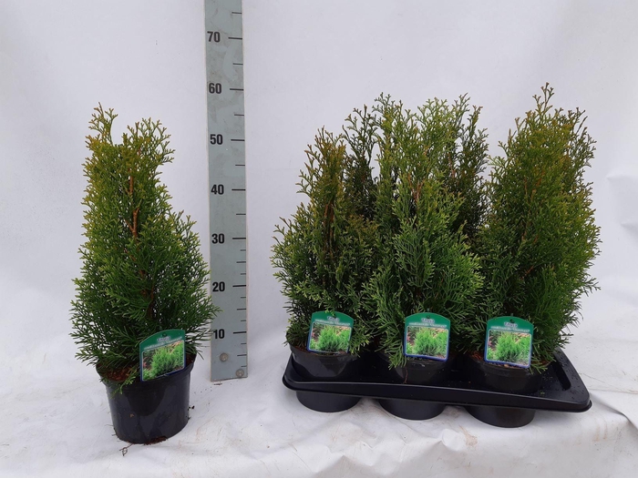 <h4>Thuja occidentalis 'Smaragd'</h4>