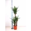 Yucca 90-45-20 Cm Meerkop