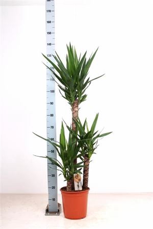 Yucca 90-45-20 Cm Meerkop