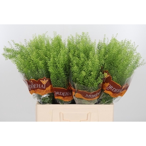 Lepidium Green Bell