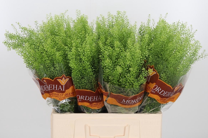 <h4>Lepidium Green Bell</h4>