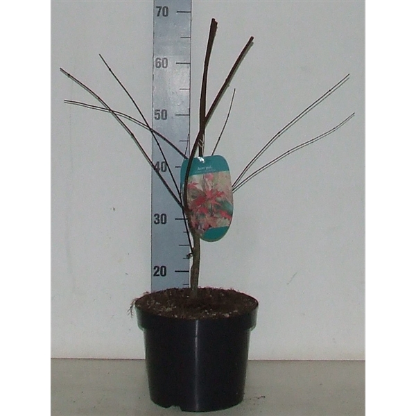 <h4>Acer palmatum 'Shin-deshojo' P23 Full CC</h4>