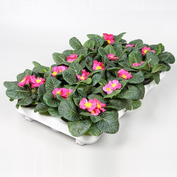 <h4>Primula Ac Op Kleur Roze</h4>