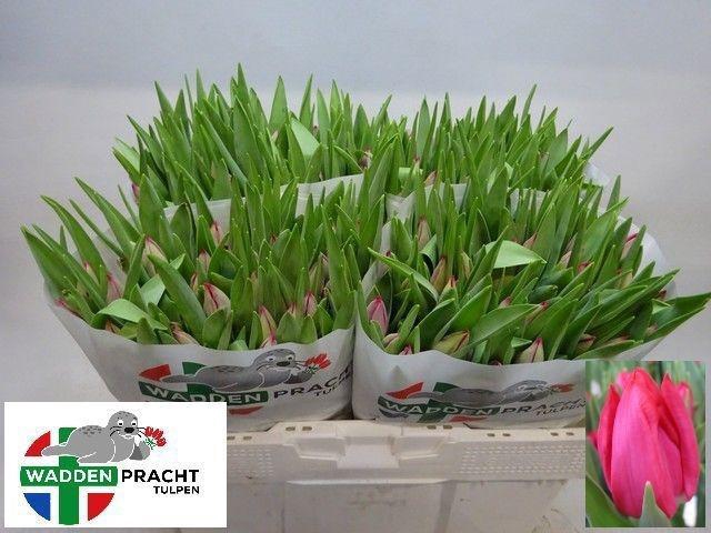 <h4>TU EN FRONTLINE</h4>