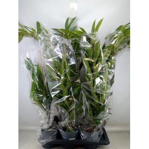 Ficus binn. 'Amstel King'
