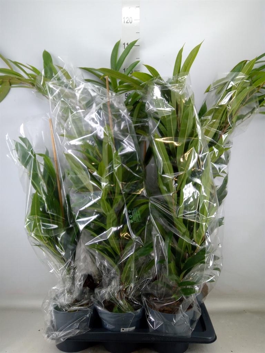 <h4>Ficus binn. 'Amstel King'</h4>