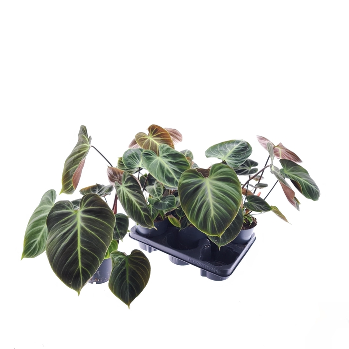 <h4>PHIL OVERIG</h4>