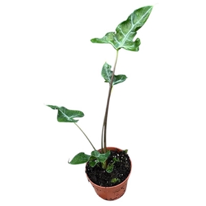 Alocasia Overig Teletubbies
