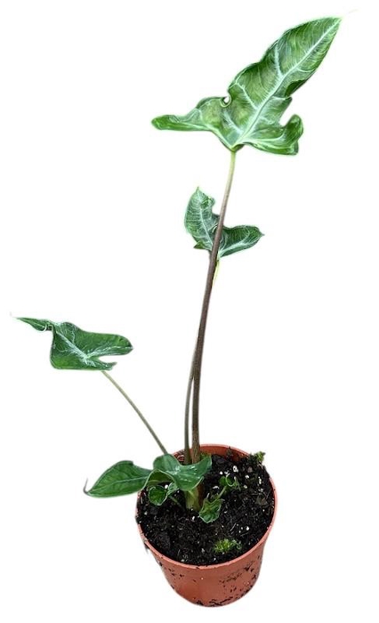 <h4>Alocasia Overig Teletubbies</h4>