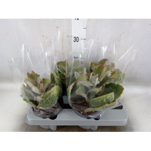 Kalanchoe NF beharensis