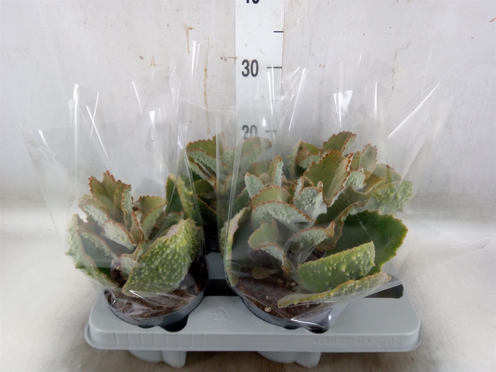 <h4>Kalanchoe NF beharensis</h4>