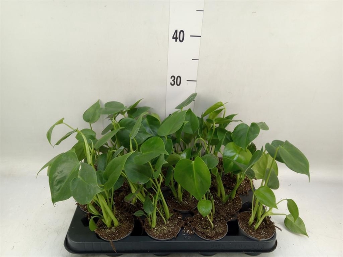 <h4>Monstera delic.</h4>