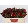 Leucadendron Saf Sunset Dark Red