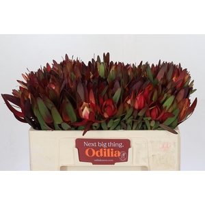Leucadendron Saf Sunset Dark R.