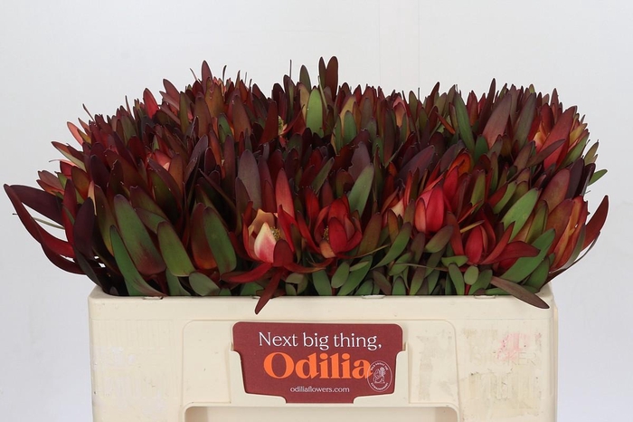 <h4>Leucadendron Saf Sunset Dark R.</h4>